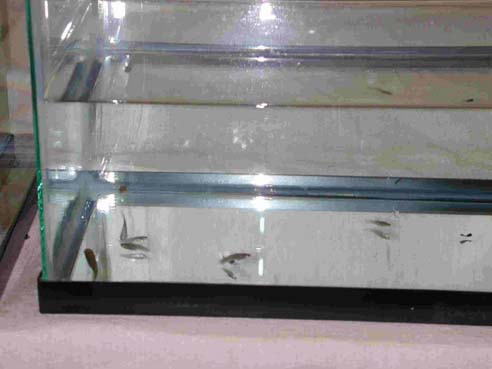 Gambusia affinis swim in fish tank treated with vitamin C 